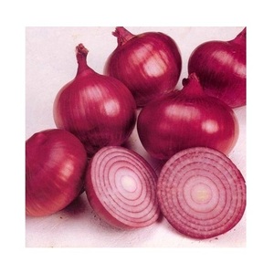 Fournisseur en gros d'oignons rouges biologiques / d'oignons jaunes frais en vrac, prêts à l'exportation - Product Image 1