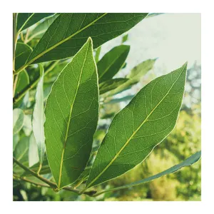 Wholesale Price Dried laurel Leaves 100% Dry Natural Organic Senna Dried Herbs Marjoram Dill Peppermint Senna In Bulk