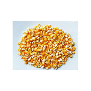 Maíz amarillo maíz blanco para humanos animales alimentación animal maíz dulce precio embalaje en bolsas amarillo para la venta - Product Image 2