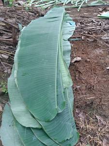 ใบตองสดพรีเมียม จำนวนมาก ใบใหญ่ สีเขียว คุณภาพพรีเมียม สำหรับการปรุงอาหารแบบดั้งเดิม ห่ออาหาร ใบตองสดธรรมชาติ สำหรับส่งออก - Product Image 5