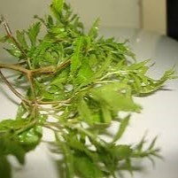 ใบโพลีสเซียสแห้งเกรดส่งออก วัตถุดิบสมุนไพรธรรมชาติสำหรับชาและผลิตภัณฑ์เพื่อสุขภาพ - Product Image 2