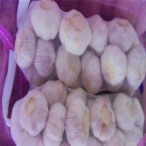 Ajo Blanco Fresco de Nueva Cosecha con Certificados de Exportación Completos en Venta - Product Image 1