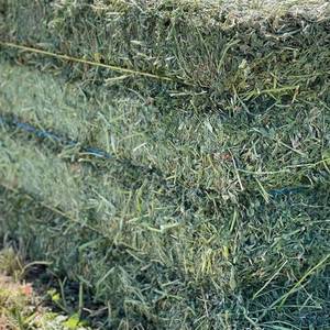 Alfalfa al Mejor Precio en Venta, Heno de Alta Calidad Apto para Ganado, Caballos, Vacas, Conejos y Compradores Mayoristas - Product Image 1