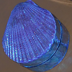 Boîte en coquille d'huître naturelle, bijoux en coquillages, boîte standard en coquille, motif naturel d'huître, taille 6 cm, artisanat fait main - Product Image 2