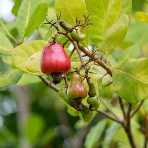Vietnam Factory Cashew <b>Kernels</b> W180 W240 W320 Santigo Vietnam Cashew <b>Nuts</b> Broken Customer OEM ODM Requirement - Product Image 3