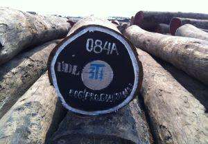 Custom Wenge <b>Logs</b> for Sale Wenge <b>Logs</b> for the Furniture Industry Wenge Timber for DIY Furniture - Product Image 3