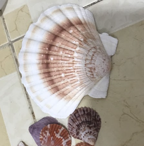หอยเชลล์ธรรมชาติขนาดใหญ่จำนวนมาก | วัสดุงานฝีมือระดับพรีเมี่ยมและตัวเลือกบรรจุภัณฑ์แบบกำหนดเองสำหรับการตกแต่งชายหาดและการแสดงอาหารเชิงนิเวศ - Product Image 1
