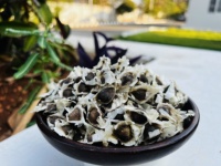 Les graines de Moringa PKM1 de bonne qualité sont pures et hygiéniques, sans impuretés utilisées pour la culture et l'extraction de l'huile.