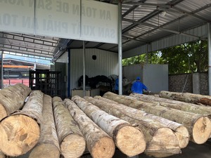 Fabricante de cubiertos de madera desechables - Product Image 2