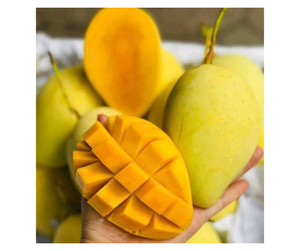 Mango Fresco Premium de Vietnam para Exportación - Mango Keo Cat Chu Cat Hoa Loc para Fábrica de Procesamiento de Alimentos y Mercado de Jugos - Product Image 5