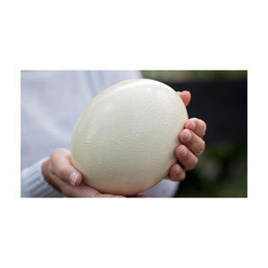 Suministro al por Mayor de Huevos Frescos de Avestruz para Incubación con Manipulación Controlada por Calidad - Product Image 1