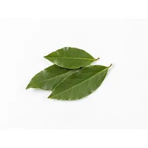 Wholesale Price Dried laurel Leaves 100% Dry Natural Organic Senna Dried Herbs Marjoram Dill Peppermint Senna