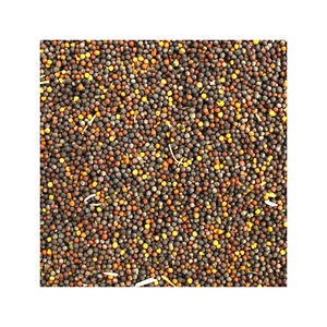 Vente en gros de colza à un prix abordable, idéal pour l'agriculture et le traitement de l'huile - Product Image 2