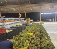 Vietnam Monthon Ri6 Mekong Diepvries Durian Premium Kwaliteit IQF Diepvries Hoogvezelig Proteïne Rijk Zoet 1kg/verpakking Karton Klaar voor gebruik