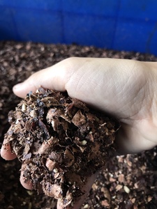 Testa de noix de cajou à faible coût du Vietnam pour paillis organique d'alimentation animale et teinture naturelle - Product Image 4