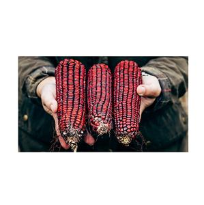 Maíz Rojo Orgánico Natural de Calidad de Exportación Estándar a Precio de Mayoreo - Product Image 1