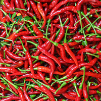 Piment rouge/vert surgelé LQF de haute qualité, piment fort, première qualité, prêt à l'emploi, du Vietnam, herbes et épices simples