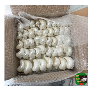 Qualité d'exportation de coquille de conque rouge crue du Vietnam, fournisseur en gros de coquille de conque verte polie, coquille de Turbo polie - Product Image 6