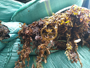 สาหร่าย Sargassum บริสุทธิ์จากธรรมชาติ100% สำหรับอาหารสัตว์และปุ๋ยทำจากเวียดนาม/อบแห้ง MA Hai Zao - Product Image 2