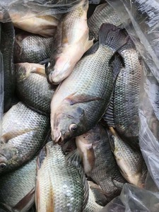 ปลาทิลาเปียแช่แข็ง 350-550 กรัม ขอดเกล็ดแล้ว IQF ปลาทิลาเปียแช่แข็ง เกรดมืออาชีพ คาร์โบไฮเดรตต่ำ ผลิตภัณฑ์จากสหรัฐอเมริกา - Product Image 1