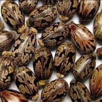Achetez des graines de ricin en ligne en vrac, germination rapide, 100% naturelles, graines de ricin pures avec une durée de conservation de 2 ans pour la cuisson
