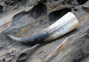 Jarra de cuerno para beber pulida hecha a mano, artesanía natural única para entusiastas de la cerveza y el hidromiel - Product Image 2