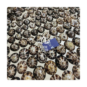 Concha de limpete de material puro, lista para enviar, para decoración festiva y adorno elegante para diseño de lugares de boda especiales - Product Image 1