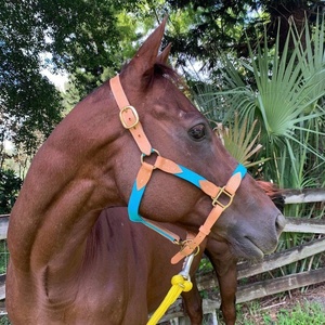Noseband de Bronc de fleur d'arc-en-ciel avec le cuir rembourré par licou en nylon de la meilleure qualité avec le matériel en laiton portatif et entièrement réglable - Product Image 1