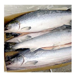 Salmón del Atlántico Fresco/Congelado de Primera Calidad en Venta al Precio Mayorista Más Bajo - Product Image 4