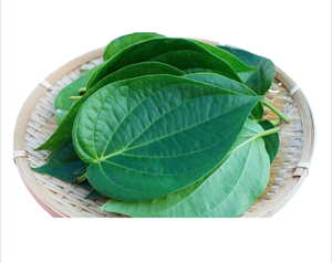 Daun BETEL segar harga terbaik di Vietnam _ Good item_kualitas tinggi _ pilihan yang bagus
