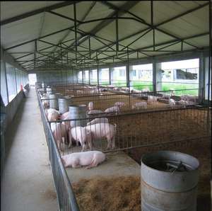 Struttura in Acciaio Zincato PEB per Allevamento Suini Moderno, Stalla Automatica Prefabbricata per Maiali, Sistema di Alimentazione, Stalla per Bovini con Garanzia di 30 Anni - Product Image 6