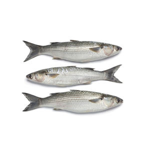 Affordable fresh mullet <b>fish</b> tailored for retail resale and bulk acquisition - Product Image 5