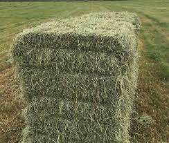 Heno de alfalfa de alta calidad a granel al mejor precio suplemento para animales de alimentación de ganado - Product Image 6