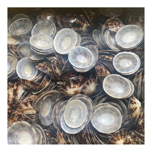 Ride the Limpet Shell Trend Wave: conchas de Vietnam naturalmente hermosas, fáciles de usar para la decoración del hogar e ideas de decoración de fiestas calientes - Product Image 2