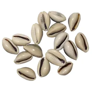 Best Selling Various Colors Cowry Seashells Natural Cowrie Shells Ocean Shell From 99GD