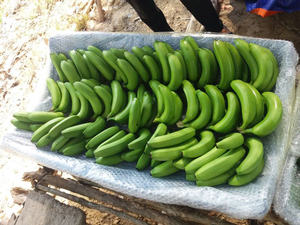 Calidad Premium Vietnam Cavendish Tropical Fruit Fresh Banana Export Ready Mejores ofertas Envío rápido Pedidos de banana fresca a granel - Product Image 6