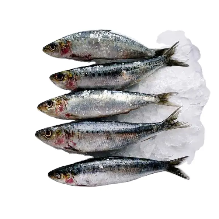 Sardines Vis Lichaam Aangepaste Stijl Tijd Verpakken Bevroren Verse Sardine Vis Klaar Voor Het Koken Van De Beste Zeevruchten