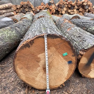 Wholesale Ash Logs Hardwood Timber Logs for Furniture Flooring and Joinery - Product Image 4