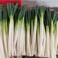 POIREAU FRAIS NATUREL VENTE EN GROS/POIREAU VERT BIOLOGIQUE/APPROVISIONNEMENT D'USINE DE QUALITÉ D'EXPORTATION