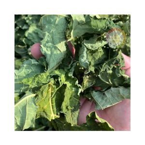 Feuilles de papaye séchées au soleil, qualité supérieure, feuilles de papaye emballées en sachet de thé, vente en gros, meilleur prix, feuilles de papaye - Product Image 3