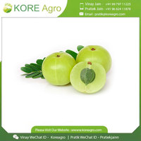Exportateur en gros de haute qualité vendant 100% poudre d'extrait sec d'Amla organique et pur Amla entier