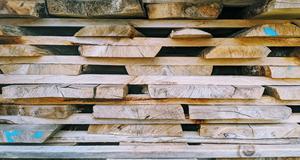 Troncos australianos de sasafrás Blackheart para muebles y artesanías para uso en almacén - Product Image 2