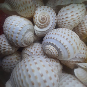 Conchas de Tun con manchas grandes de Vietnam: conchas marinas decorativas naturales de Tonna Dolium para arte, estilismo para el hogar y artesanía hecha a mano - Product Image 4