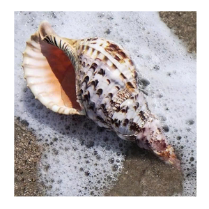 Trompeta decorativa Triton Shell utilizado en artesanías hechas a mano por Vietnam Factory 99 Gold Data Trompeta Triton Shell - Product Image 5