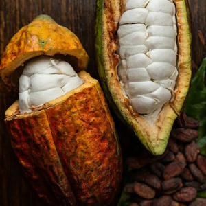 Vente en gros de fèves de cacao en vrac de graines de cacao séchées biologiques Haricots naturels de qualité supérieure Fournisseurs du monde entier - Product Image 6