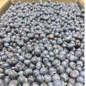 Arándanos Frescos de Primera Calidad para Exportación, Variedad Highbush Clase I, Suministro a Granel - Product Image 6