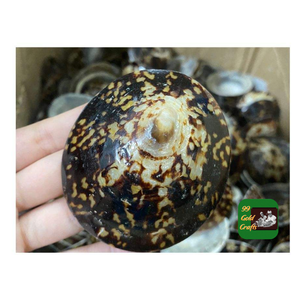 COQUILLES DE LIMPET DU VIETNAM POUR LA FABRICATION DE BIJOUX FAITS À LA MAIN FOURNITURES D'ARTISANAT ET STYLE DE DÉCORATION CÔTIÈRE - Product Image 3