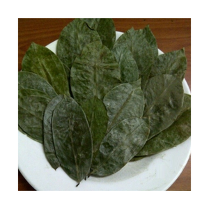 Hoja de guanábana de Vietnam que ofrece un aroma natural, adecuada para la preparación de bebidas y la adquisición a granel para compradores globales - Product Image 1