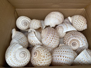 เวียดนาม 2024 SEACHELL SEACHEL ผสม - ตกแต่งเปลือกหอย/ ทรัมเป็ตเปลือกหอยไทรทัน/ เปลือกหอยสังข์ไทรทันเพื่อการส่งออก - Product Image 5