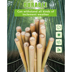 Ensemble de 25 piquets de plantes de bambou naturel pour tomates, fleurs, plantes grimpantes pour jardins d'enfants - Product Image 5